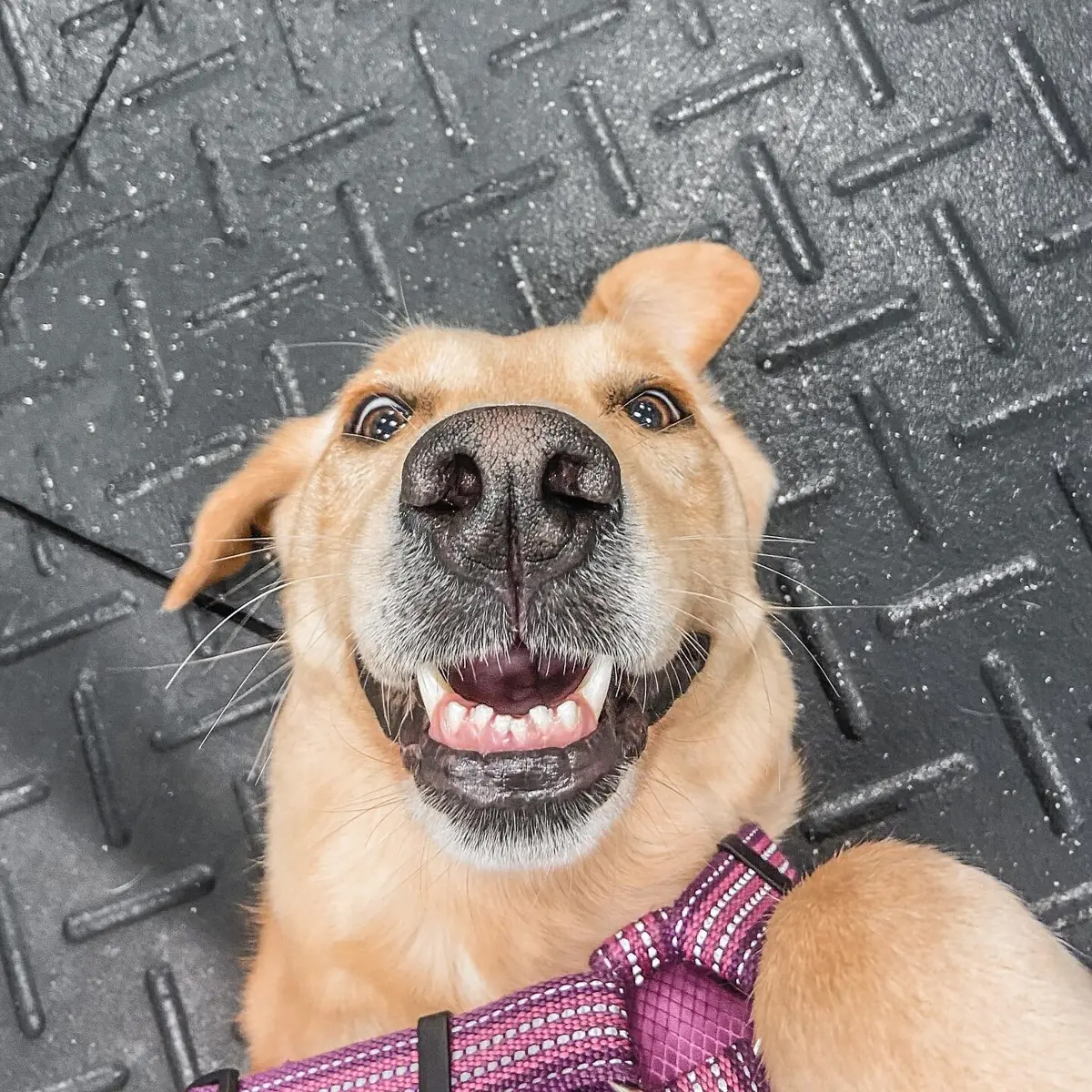 The gym dog taking a selfie